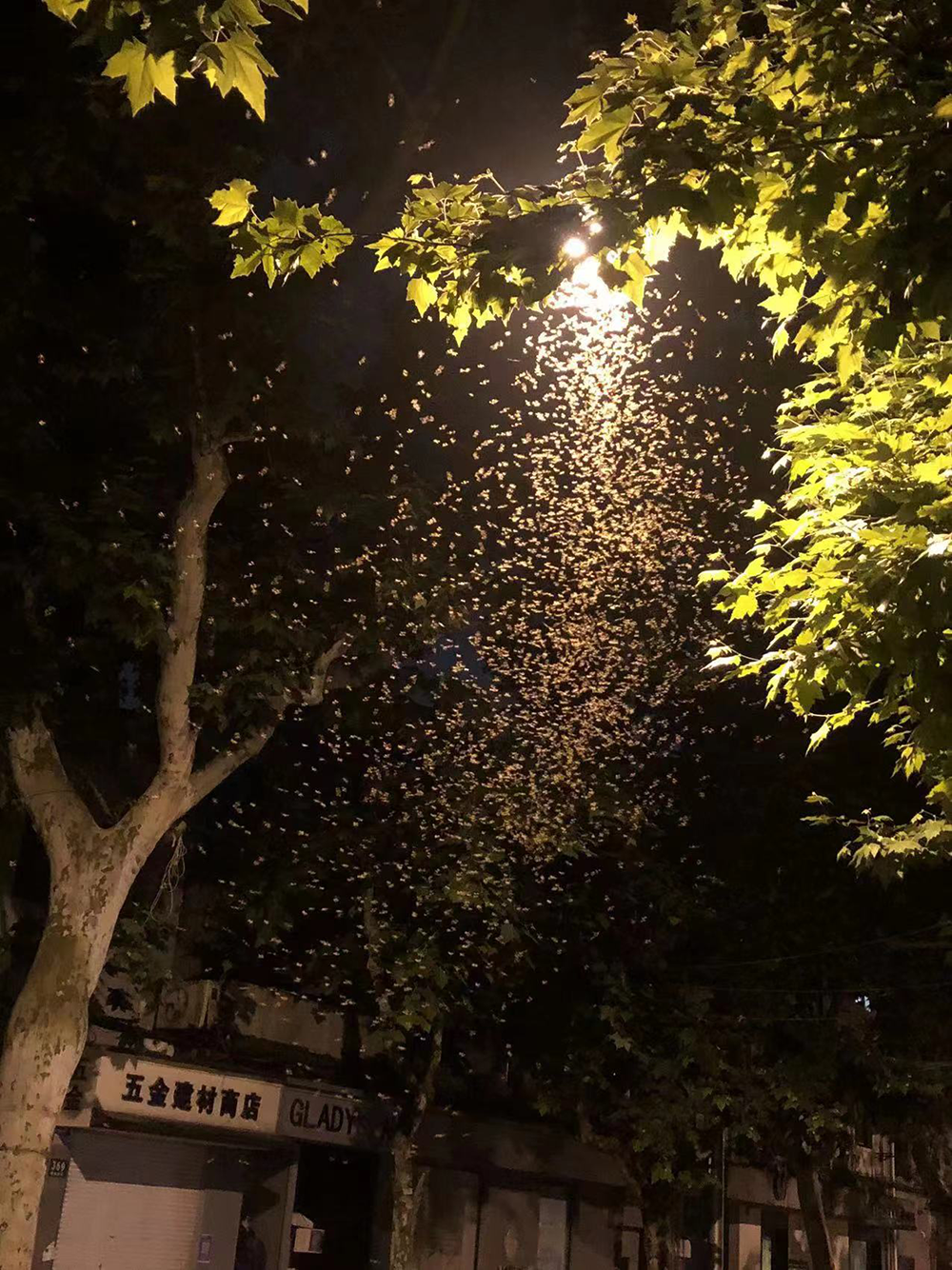 白蚁防治|疫情过后的“白蚁”天